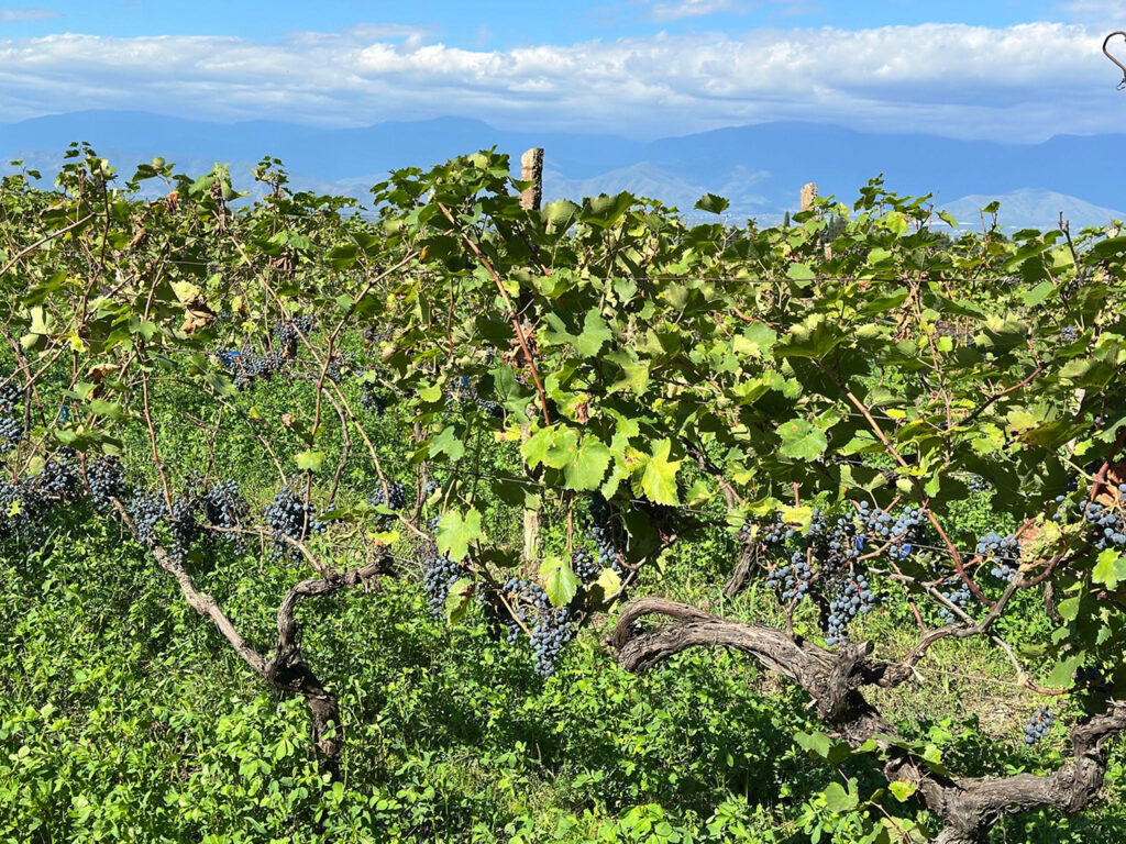 Georgian wine harvest 2025