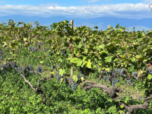 Georgian wine harvest 2025