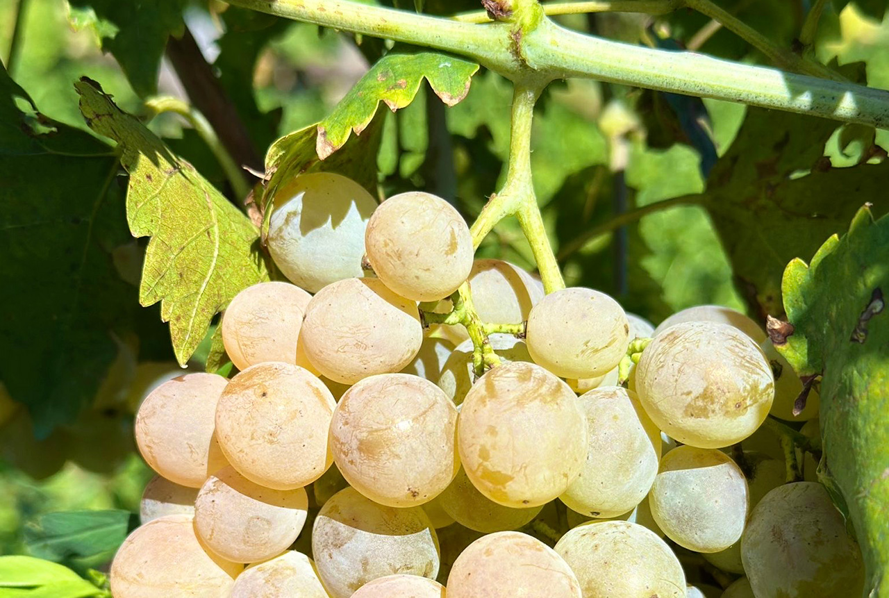 harvest-2025-chitos-gvino-01