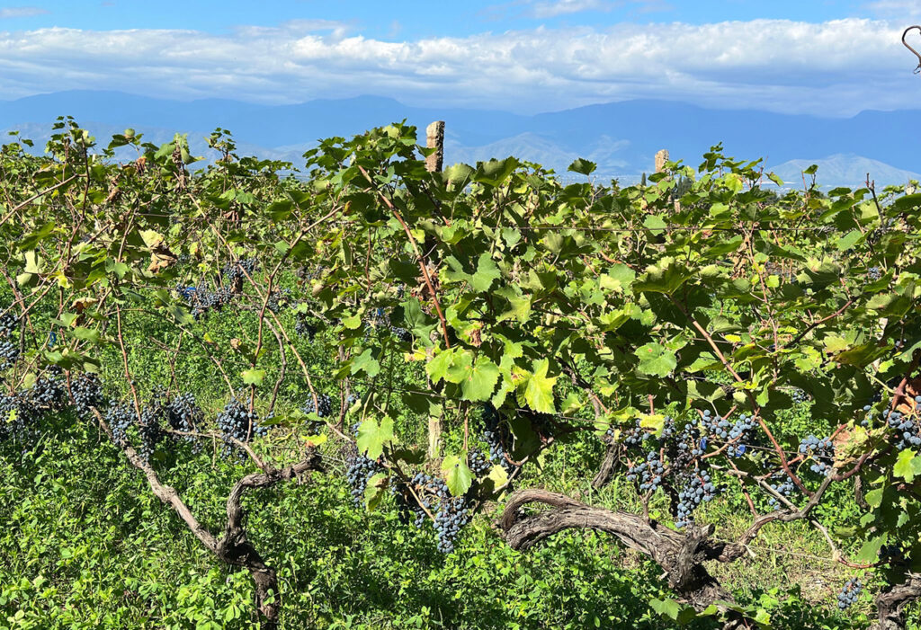 harvest-2025-chitos-gvino