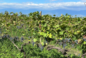 harvest-2025-chitos-gvino