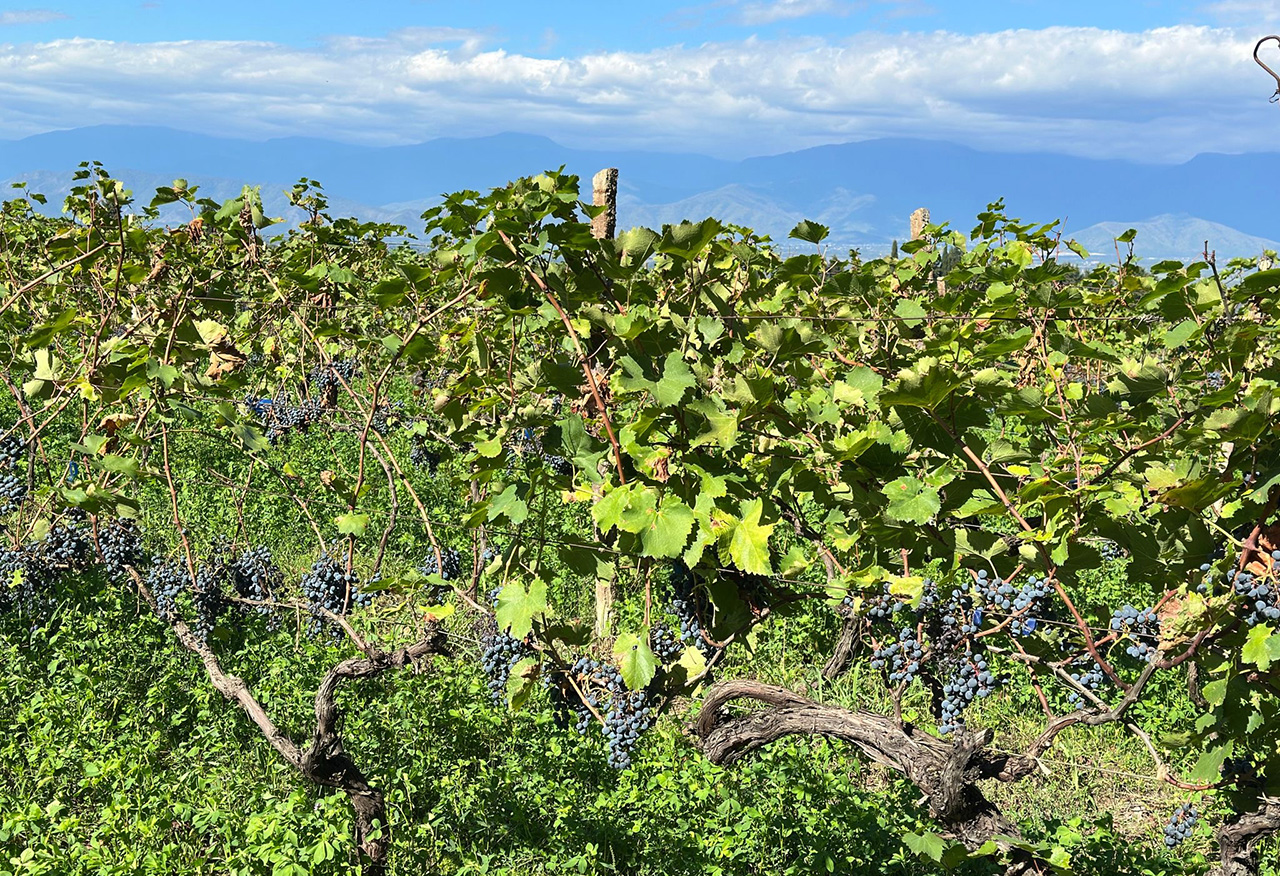 harvest-2025-chitos-gvino